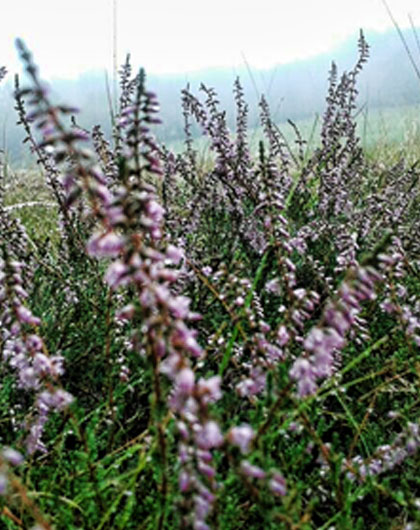 reflexni-masaz-tabulka-bg1-ipeca