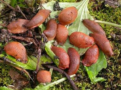 AGROHOMEOPATIE NA SLIMÁKY - homeopatický prostředek proti Slimákům