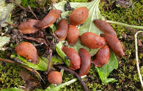 AGROHOMEOPATIE NA SLIMÁKY - homeopatický prostředek proti Slimákům