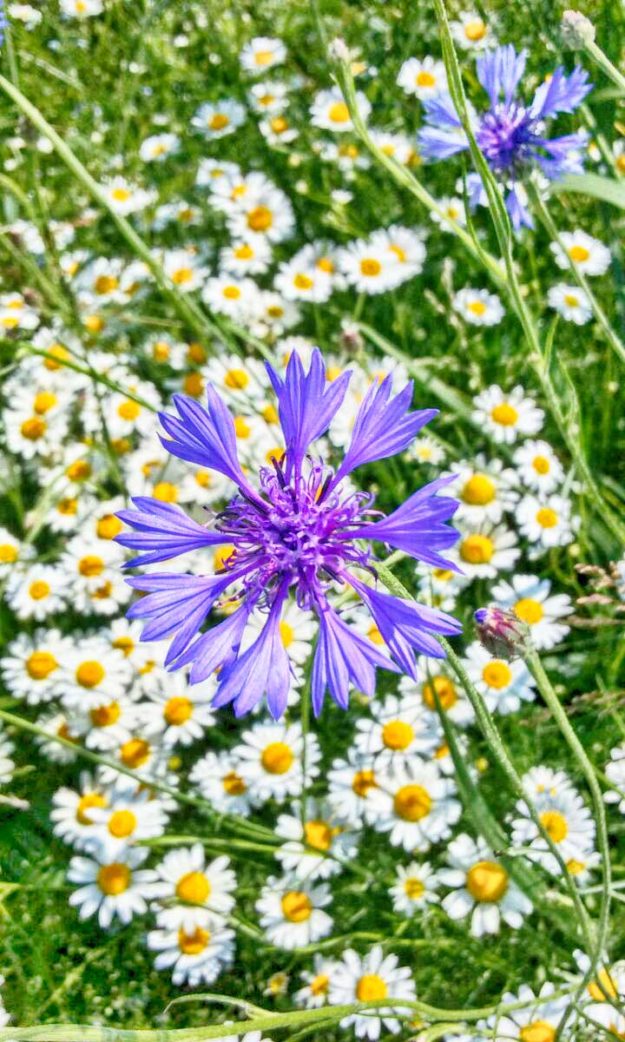 Homeopatika z placenty