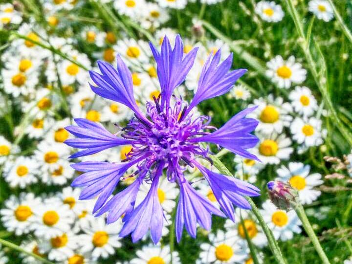 Homeopatika z placenty